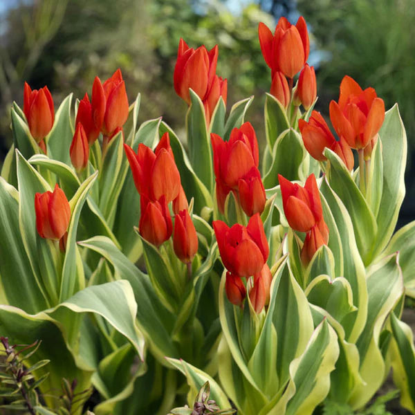 Praestans Unicum Tulip Bulbs