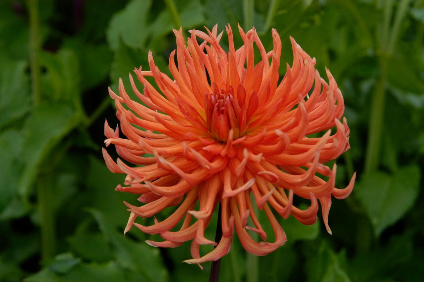 Bed Head Dahlia