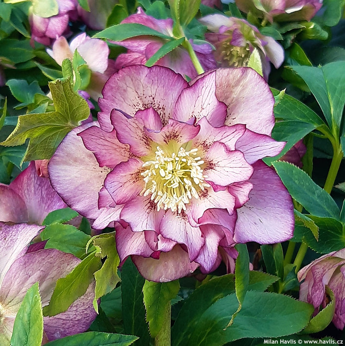 Hellebore orientalis Double Ellen Picotee