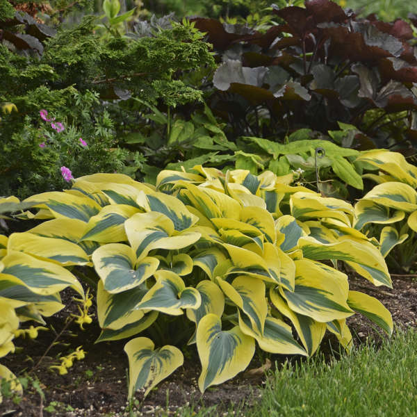 Autumn Frost Hosta Plant