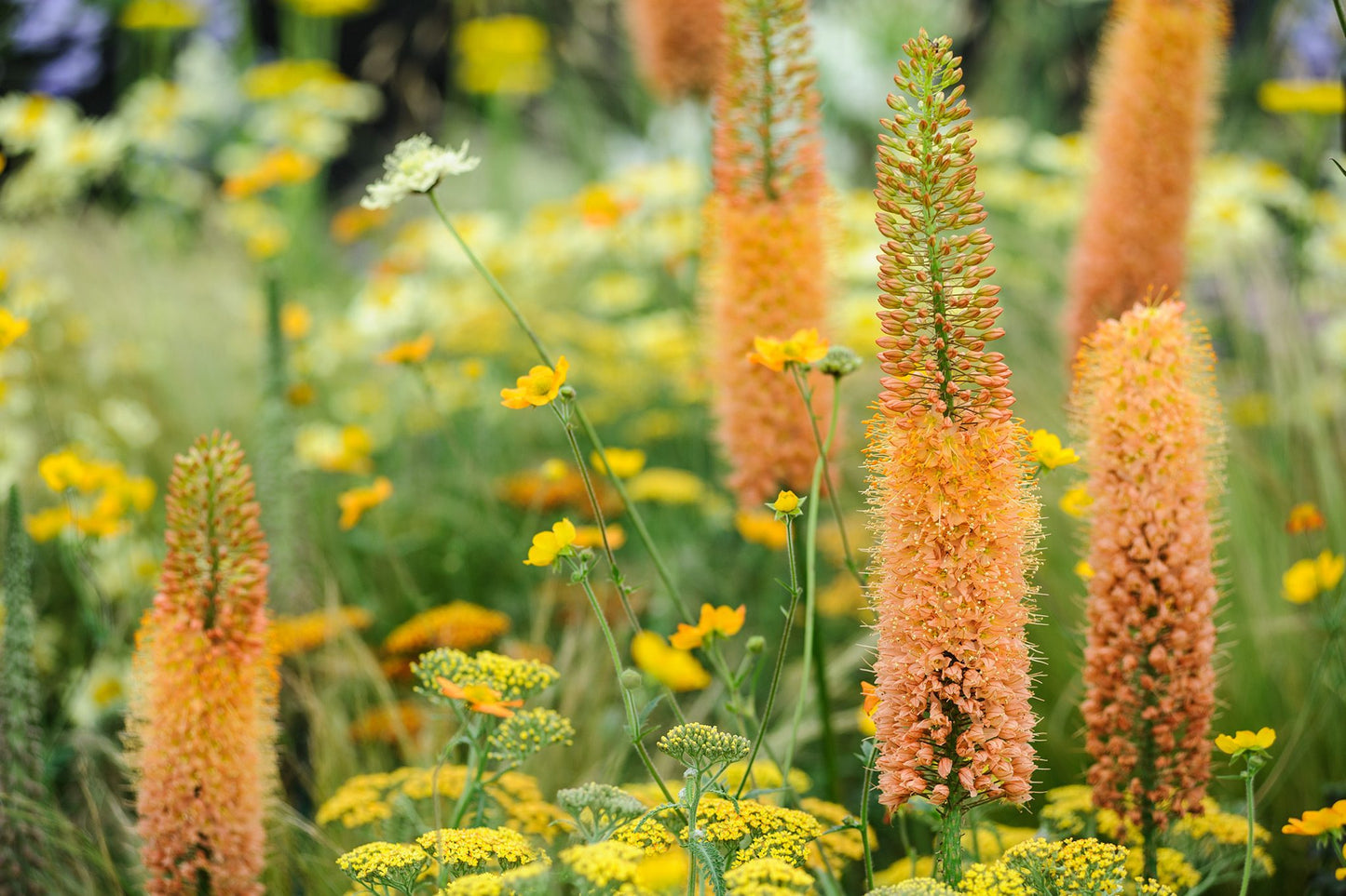 Copper Eremurus Foxtail Lily Tubers