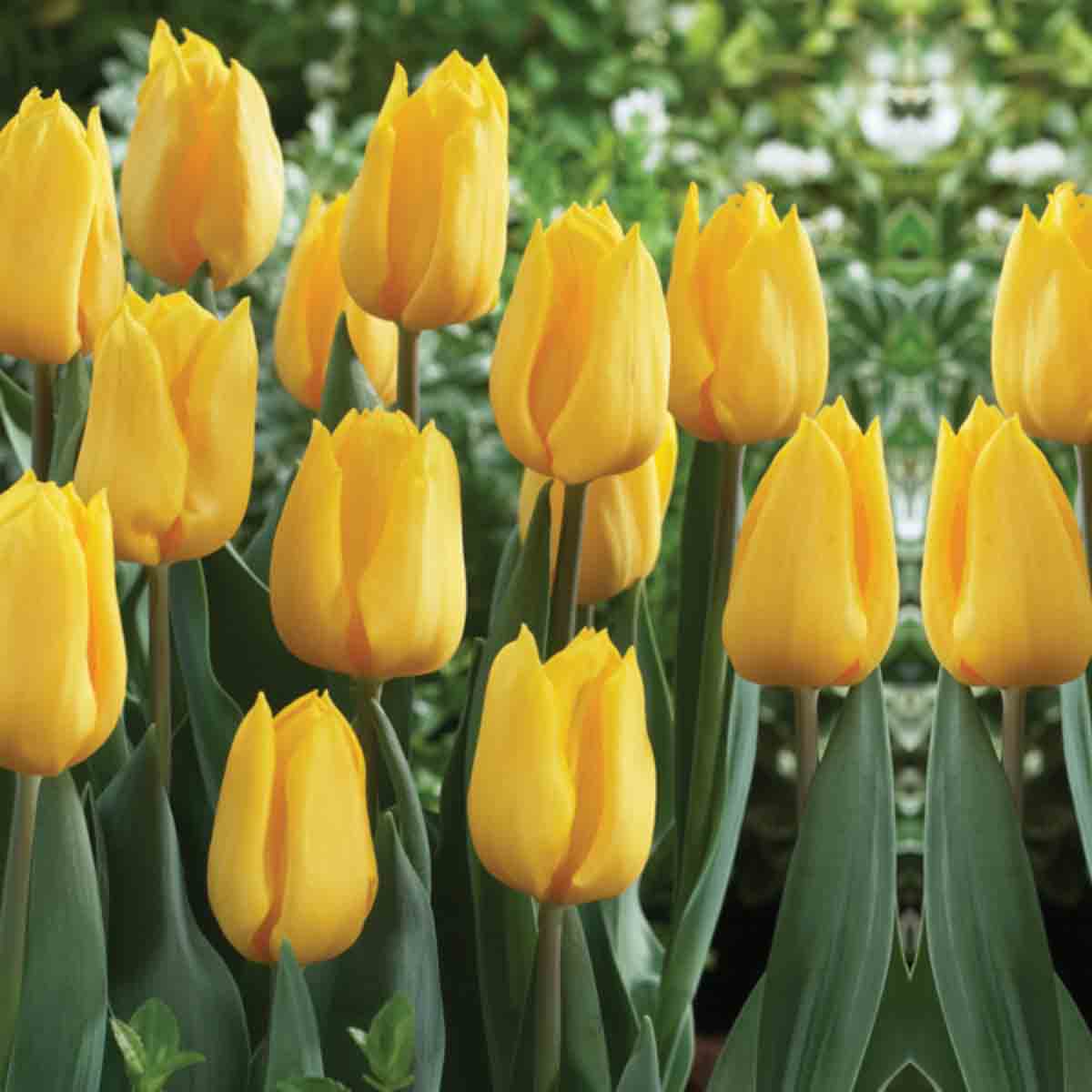 Landscape Yellow Tulip Bulbs