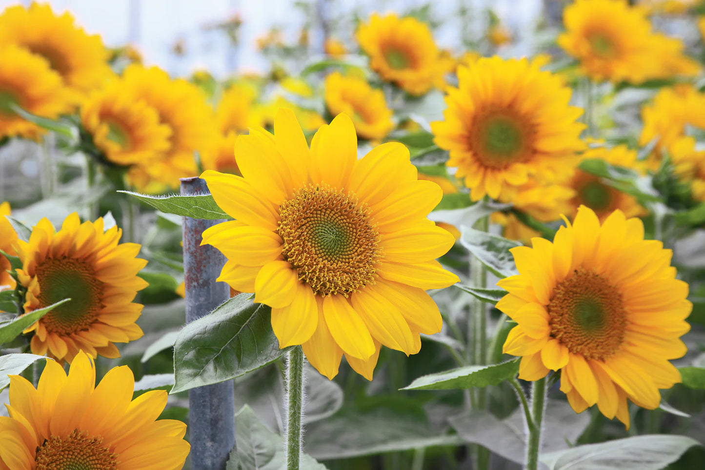 Sunrich Orange Sunflower Seeds online shopping