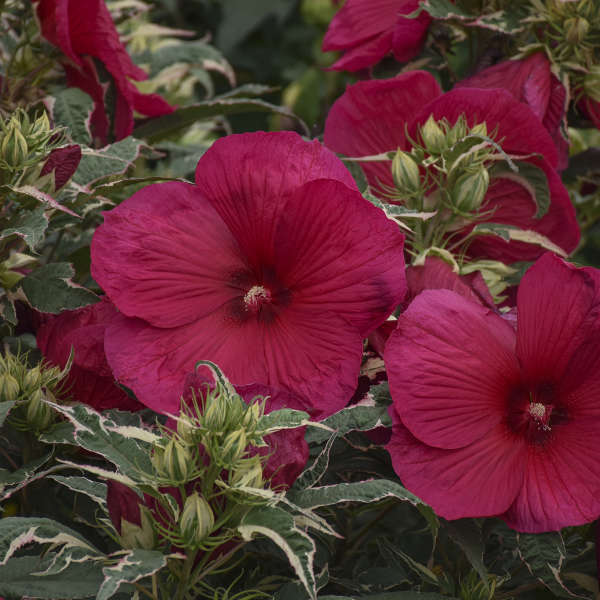 Summer Carnival Rose Mallow Hibiscus Plants