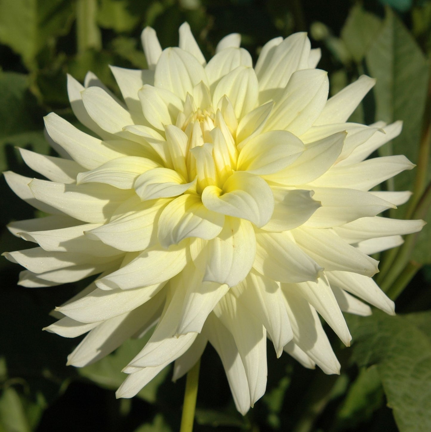 Moonstruck Dahlia