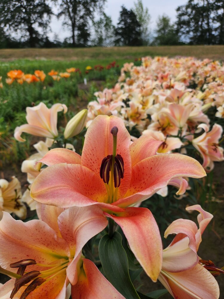 Zelmira Oriental x Trumpet Hybrid Lily