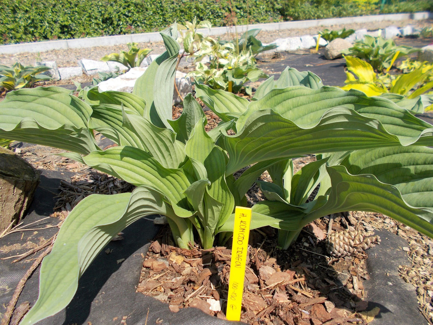 Komodo Dragon Hosta Plant