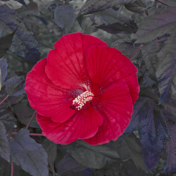 Midnight Marvel Rose Mallow Hibiscus Plants