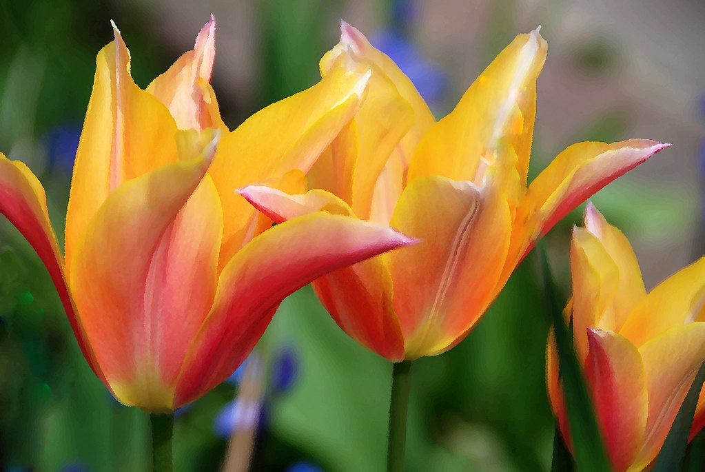 Moonblush Tulip Bulbs