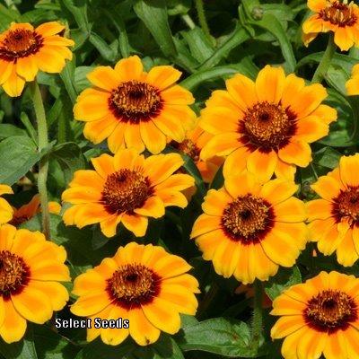 Soleado Zinnia Seeds online shopping