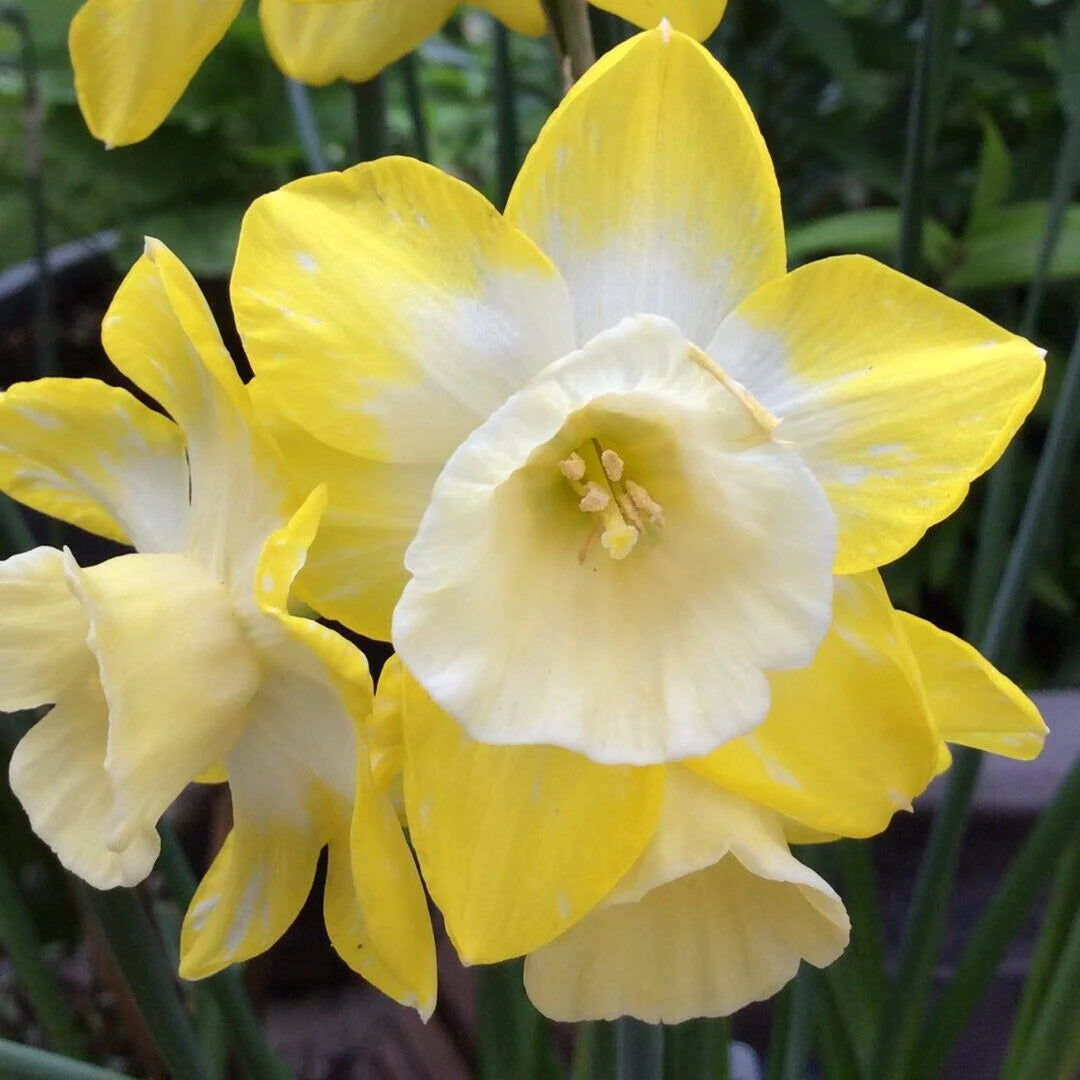 Hillstar Narcissus Bulbs