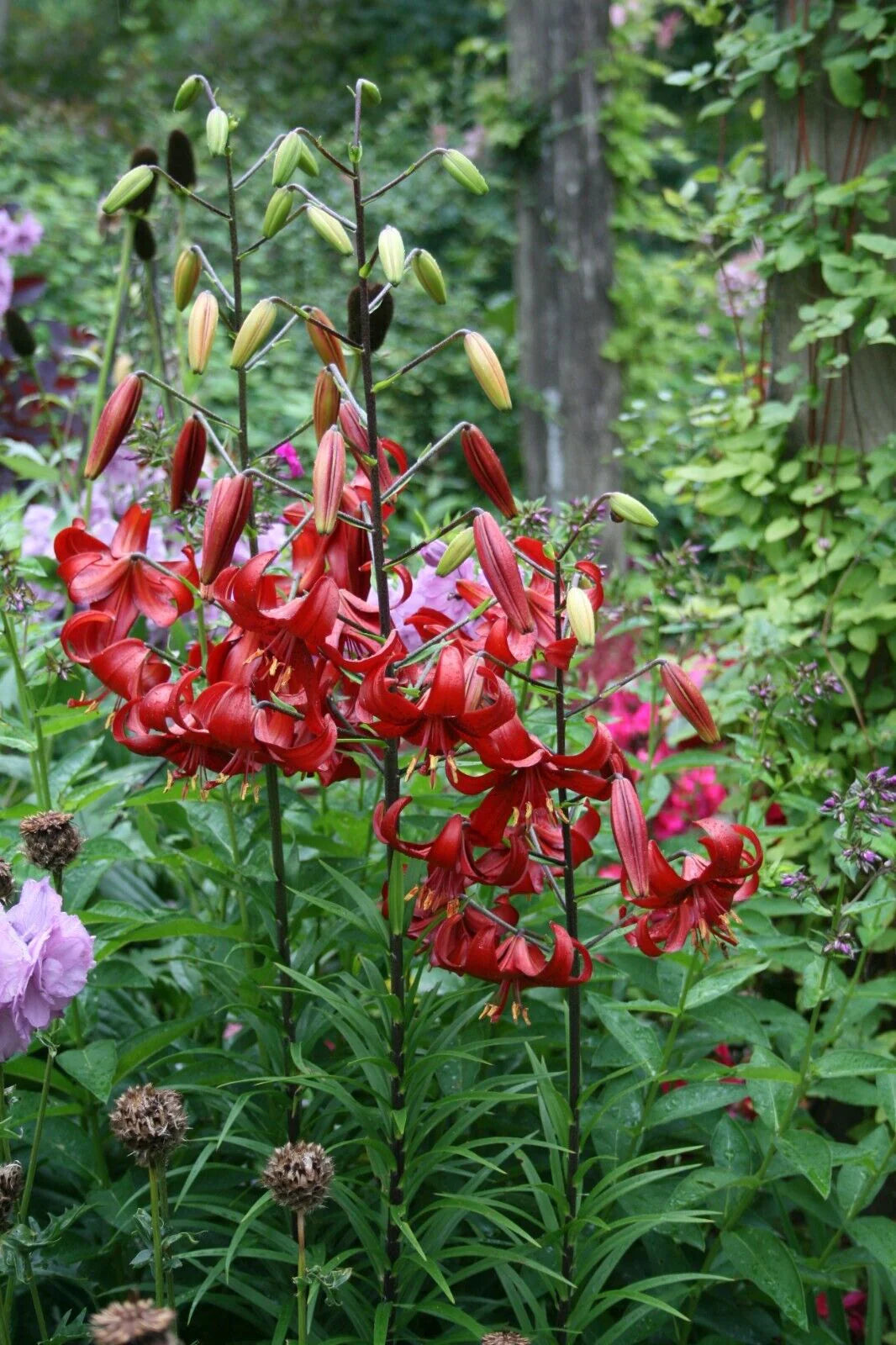 Red Velvet Tiger Lily