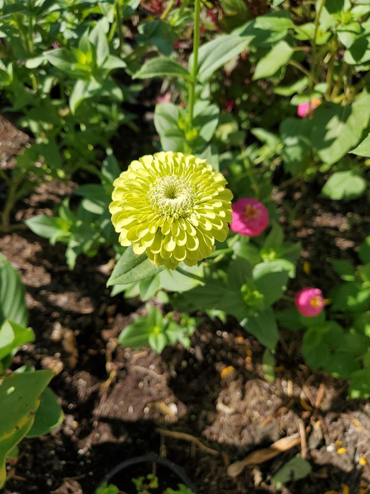 Envy Zinnia Seeds online shopping
