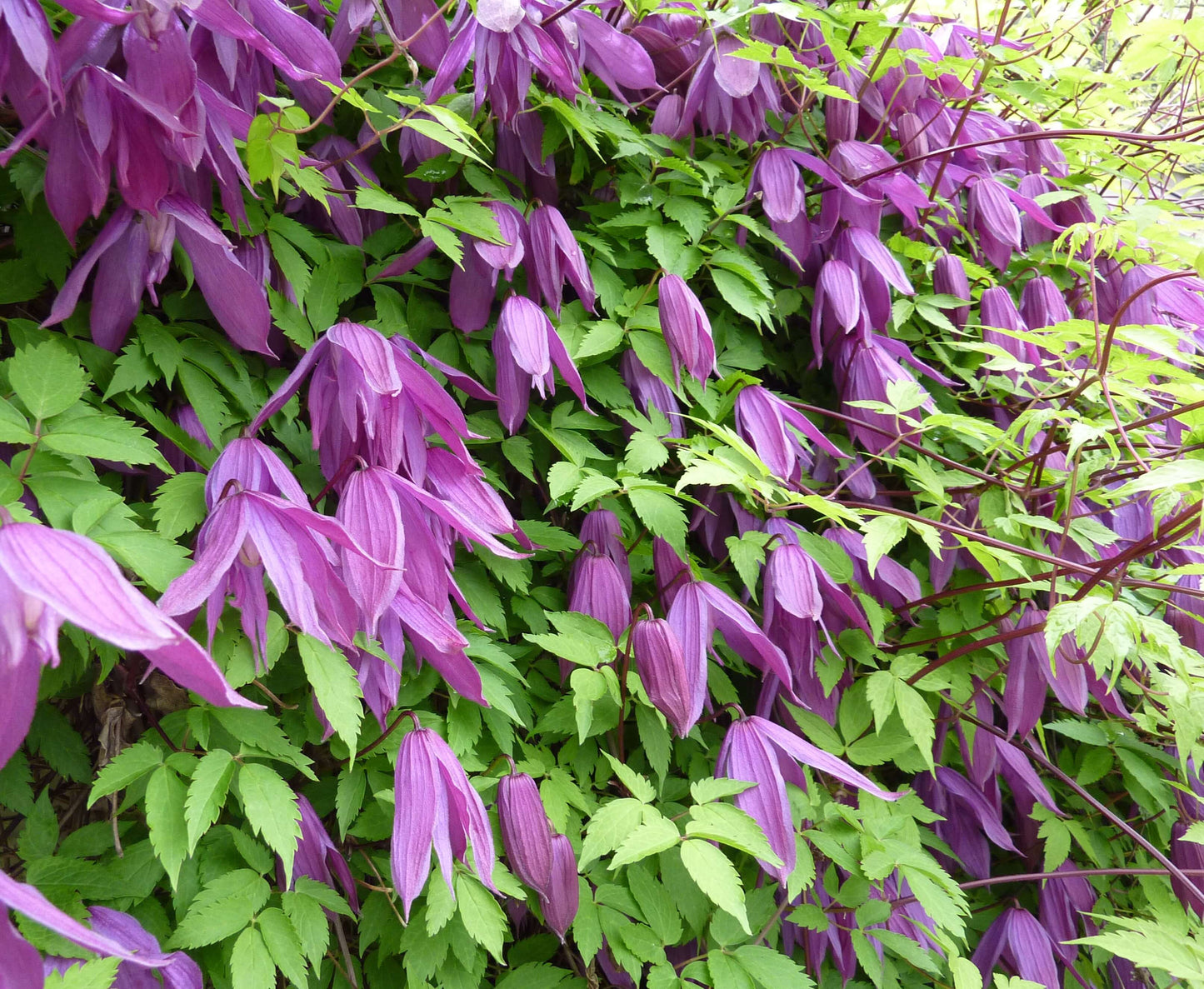 Clematis Alpina ‘Helsingborg’ Vine