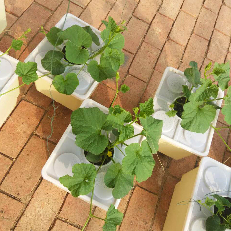 Cropking 4 Plants Raised Bato Dutch Bucket Recirculating Indoor Hydroponics System with Light Rack