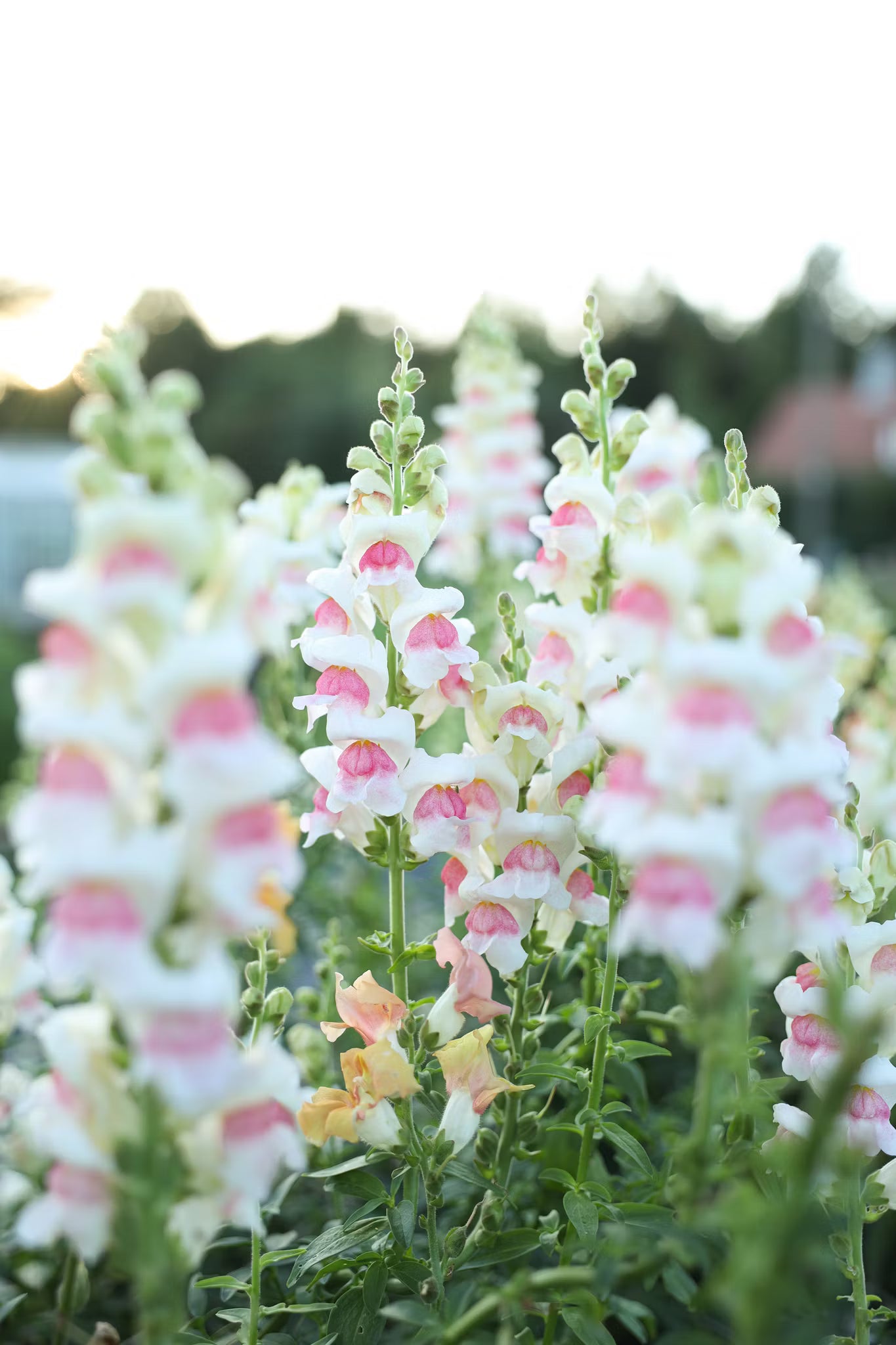 Potomac Appleblossom F1 Snapdragon Seeds online shopping