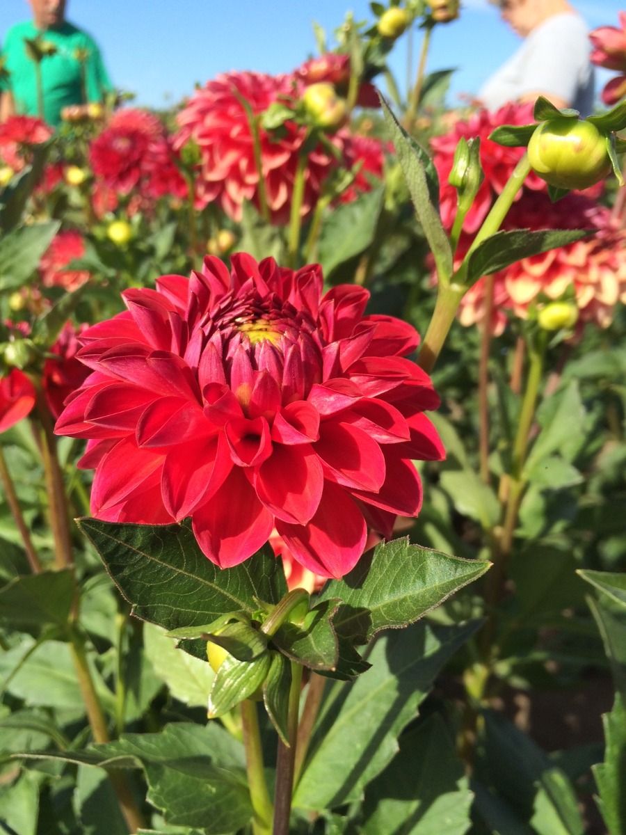 Benjamin Matthew Dahlia