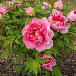 Paeonia Suffruticosa Kamada Nishiki Japanese Tree Peony
