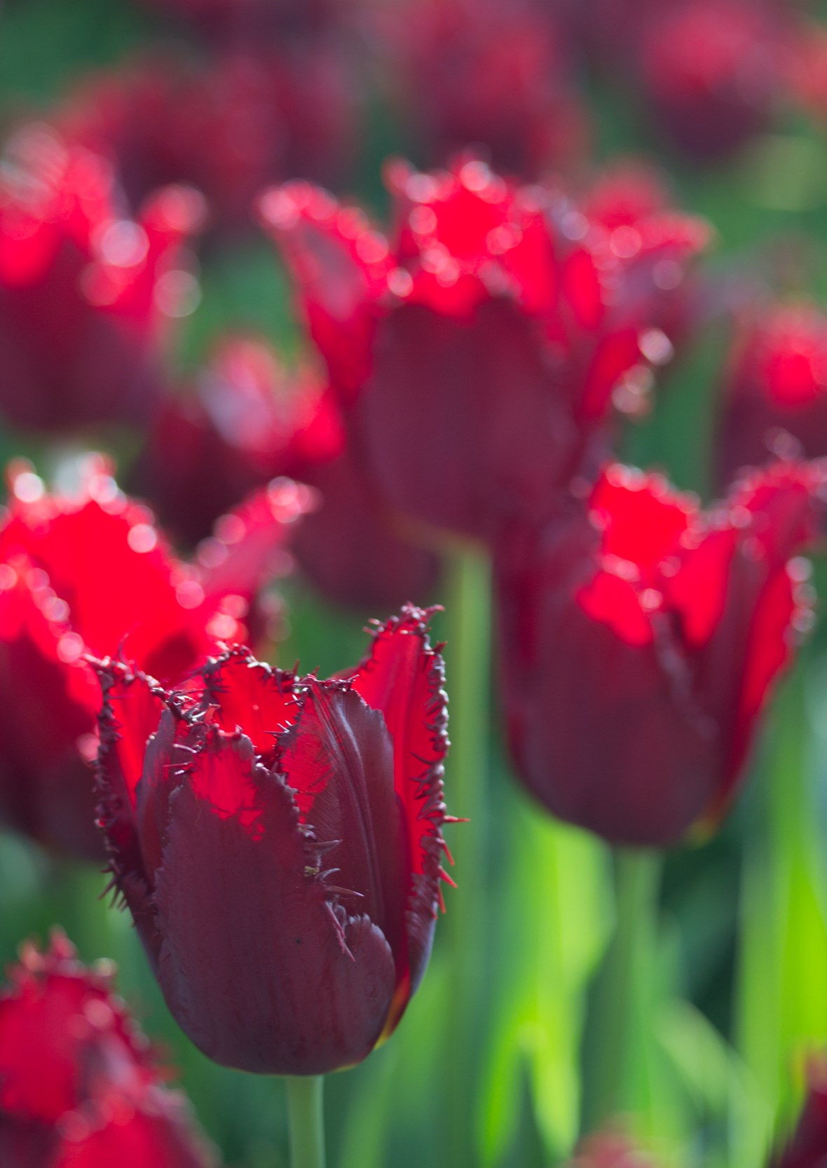 Pacific Pearl Tulip Bulbs