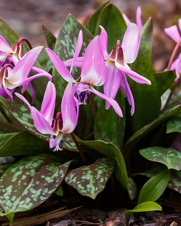 Erythronium Dens Canis Bulbs