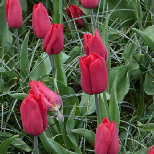 Strong Love Tulip Bulbs