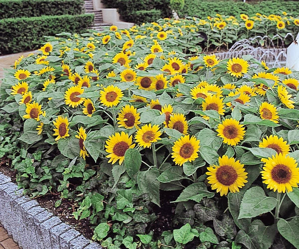 Big Smile Sunflower Seeds online shopping