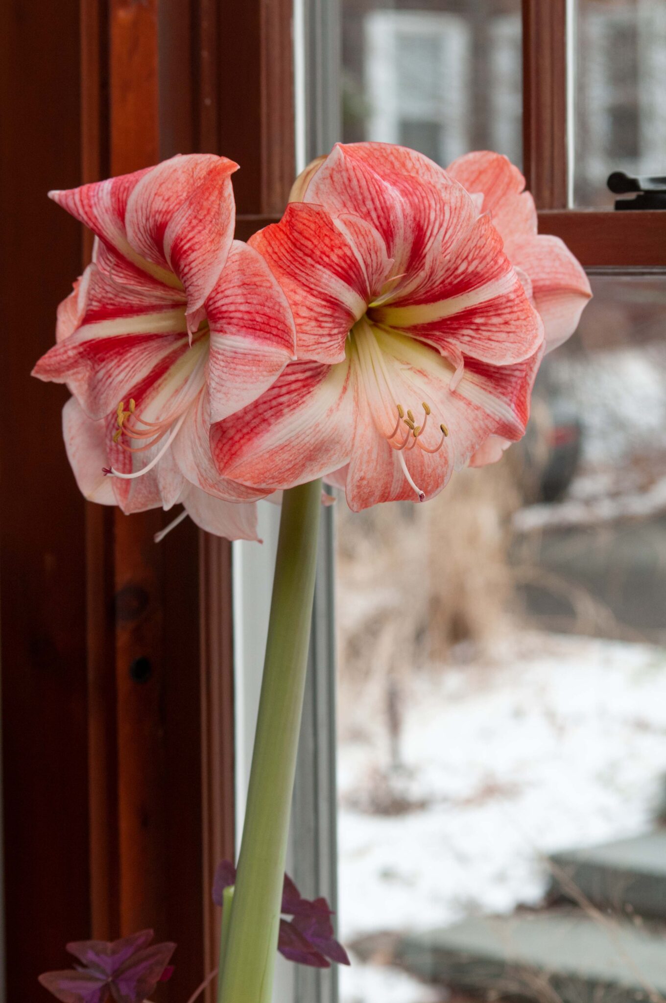 Strong King Dutch Amaryllis Bulbs