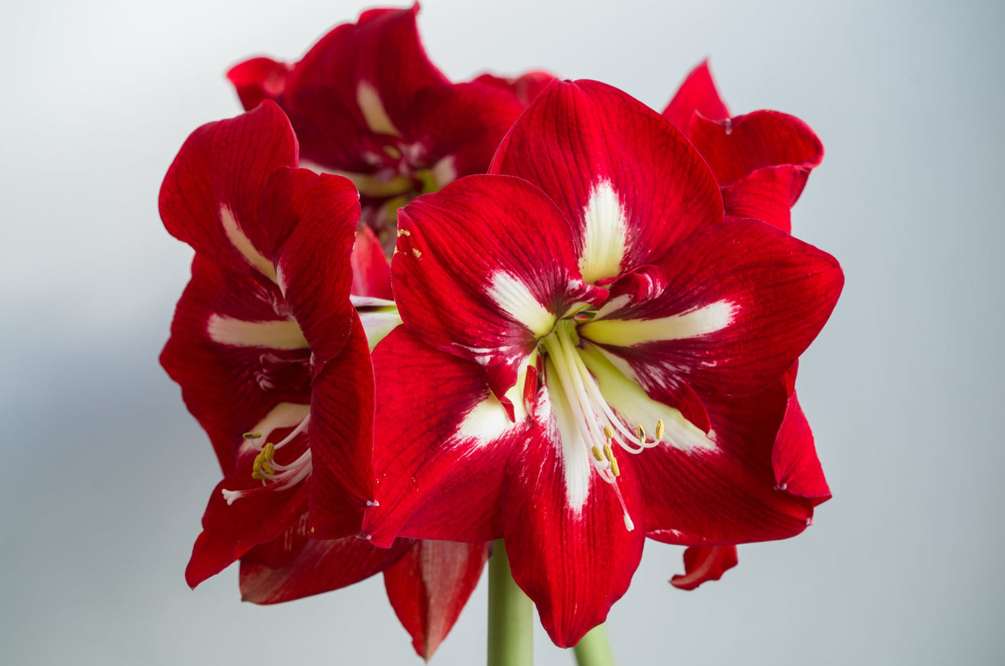 Barbados Amaryllis Bulbs