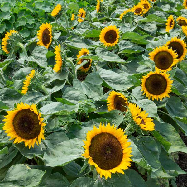 Zohar Sunflower Seeds online shopping