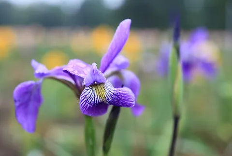 Iris versicolor Gerald Darby