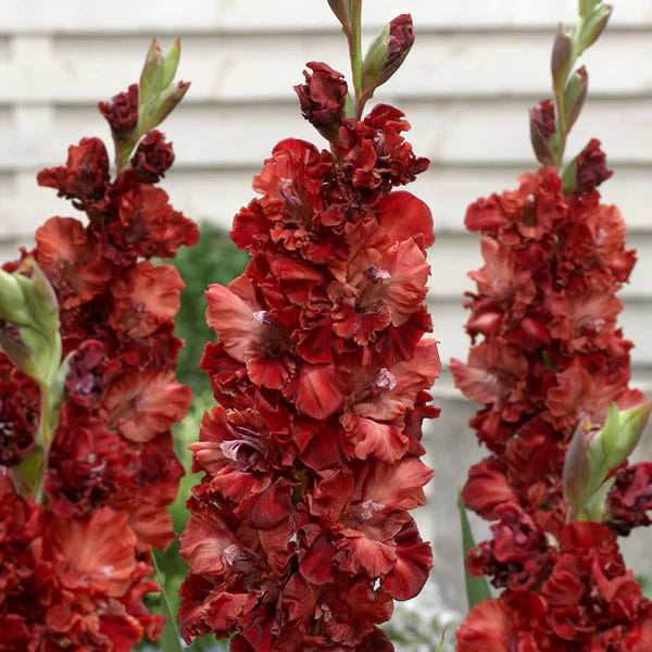 Cherry Cola Gladiolus Corms