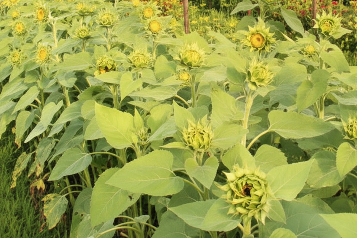 Sunrich Gold Sunflower Seeds online shopping