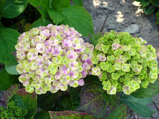 Hydrangea macrophylla Hokomathyst Magical Amethyst