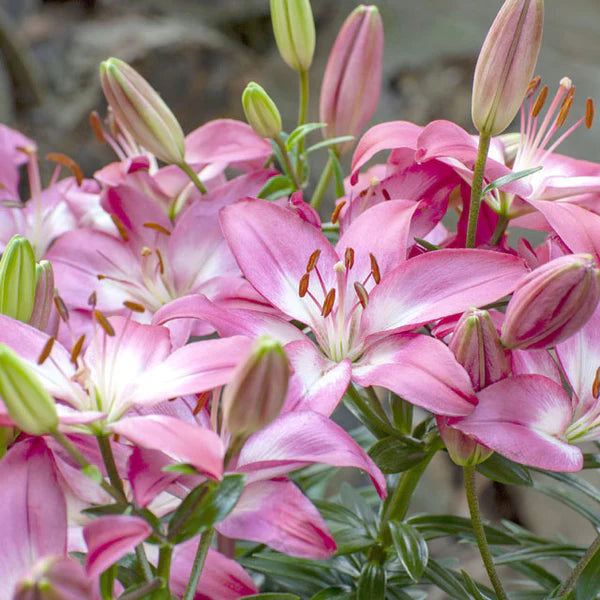 Rosalynn Dwarf Asiatic Lily