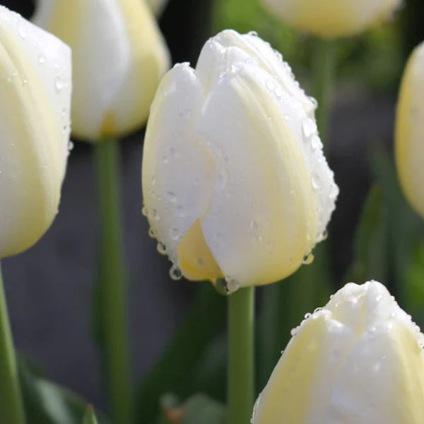 Angels Wish Tulip Bulbs
