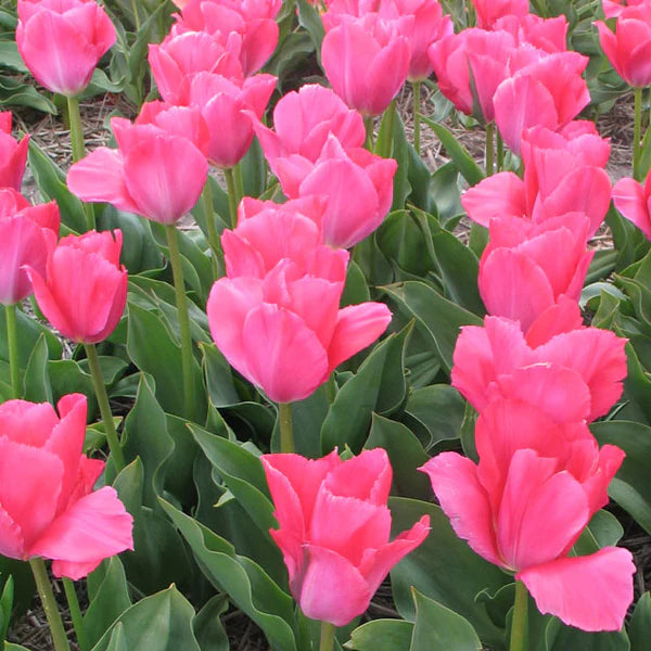 Lady Van Eijk Tulip Bulbs