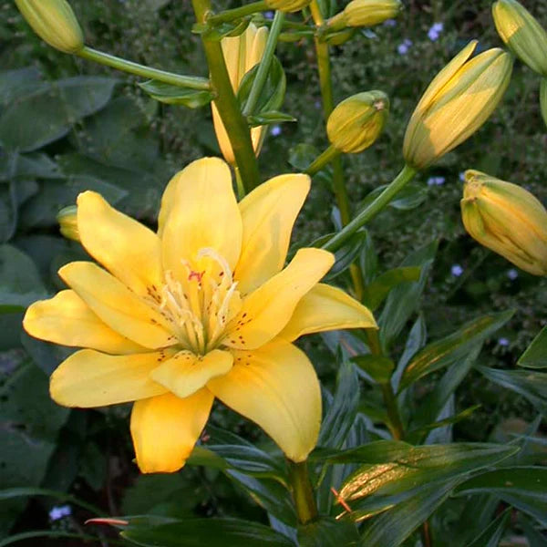 Fata Morgana Pollen Free Double Kiss Asiatic Lily