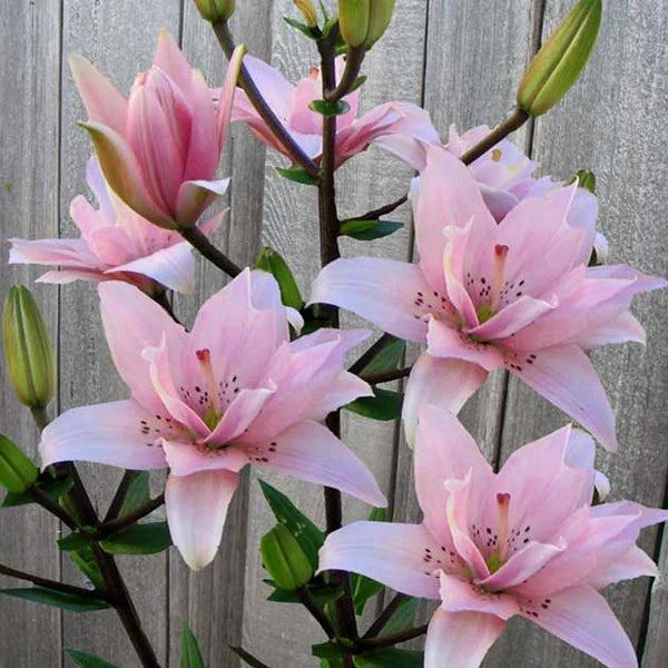 Elodie Pollen Free Kiss Asiatic Lily – EVERGREEN