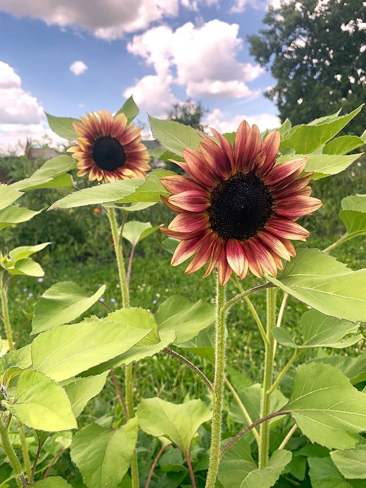 ProCut Plum F1 Sunflower Seeds online shopping