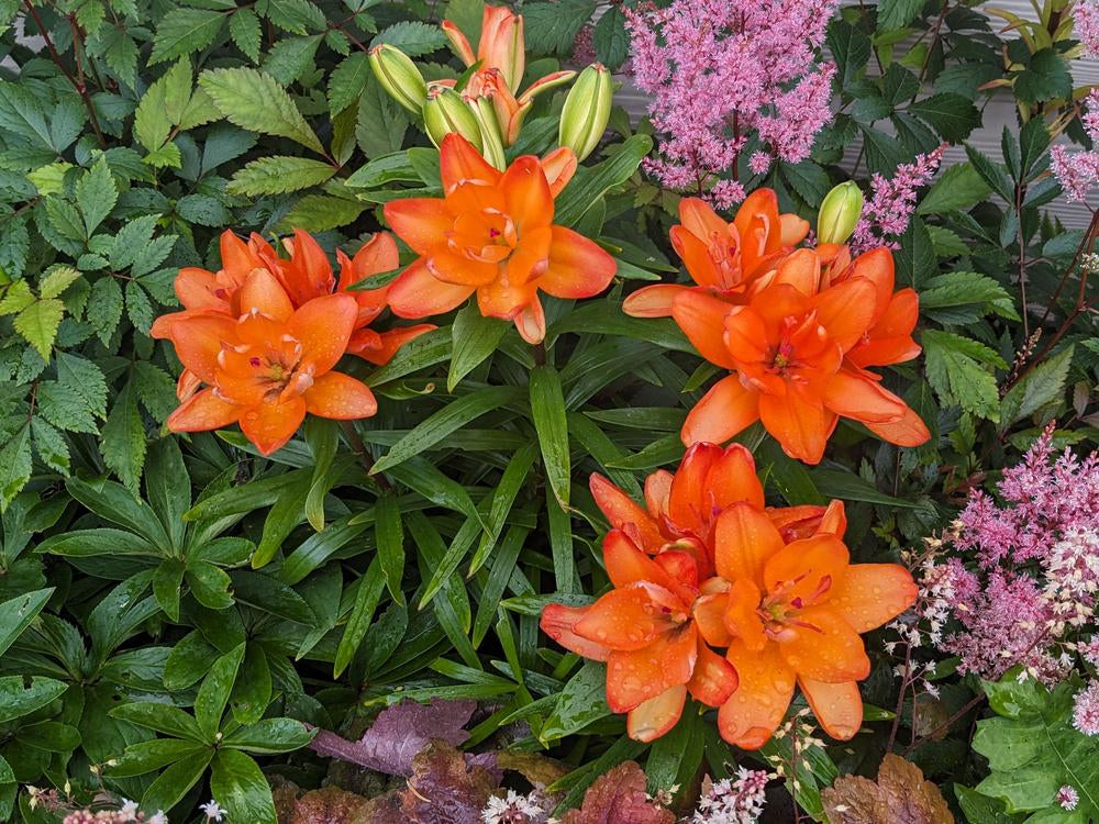 Tiny Double You Dwarf Asiatic Lily