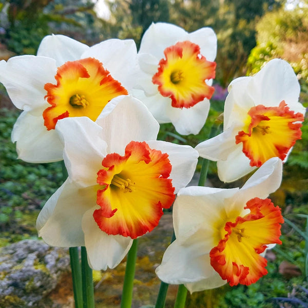 Pink Bomb Narcissus Bulbs