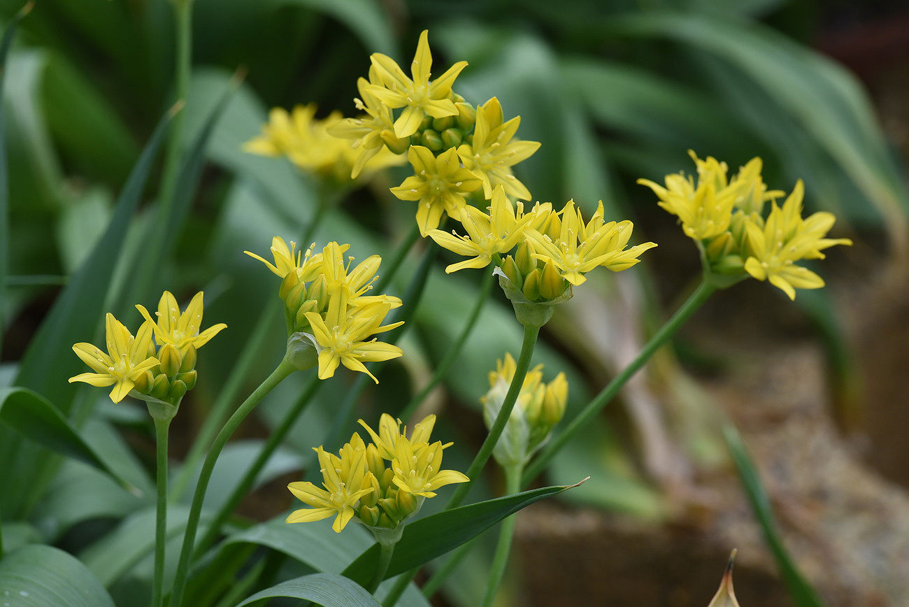 Moly Luteum Allium Bulbs