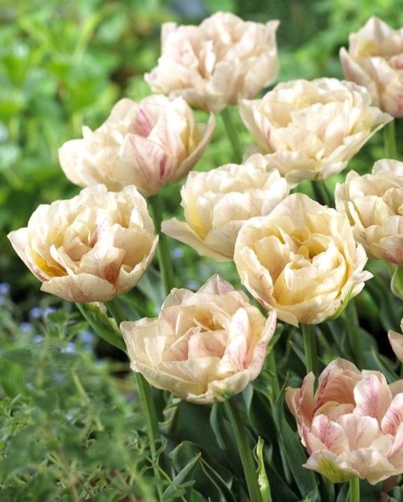 Silk Road Tulip Bulbs