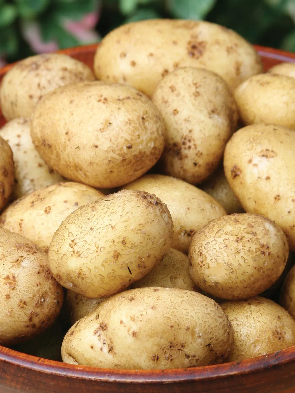German Butterball Gourmet Potato