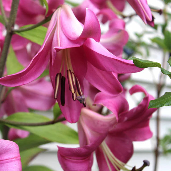 Purple Prince Oriental x Trumpet Hybrid Lily