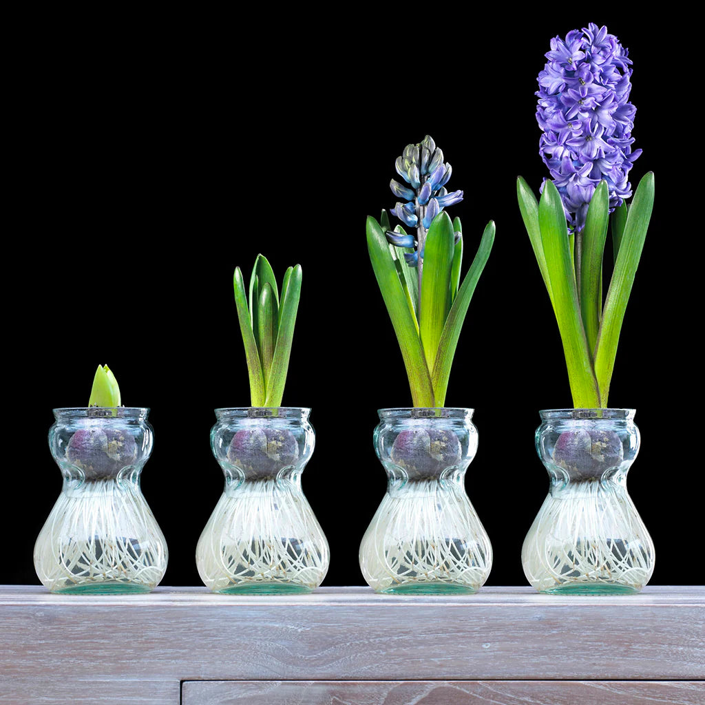 Clear Hyacinth Glass Vase