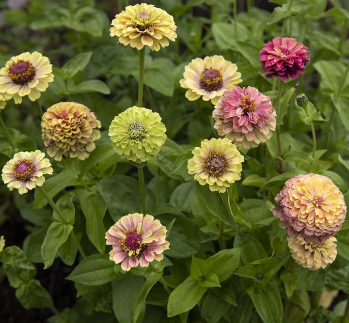 Queeny Lime with Blotch Zinnia Seeds online shopping