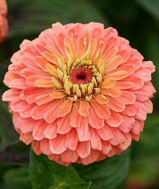 Benary's Giant Salmon Rose Zinnia Seeds online shopping