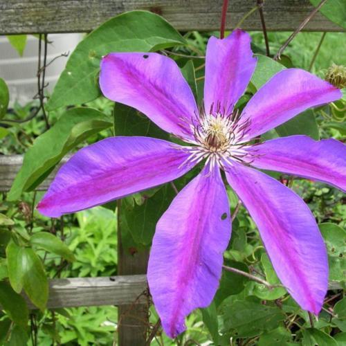 Prince Phillip Clematis Vine
