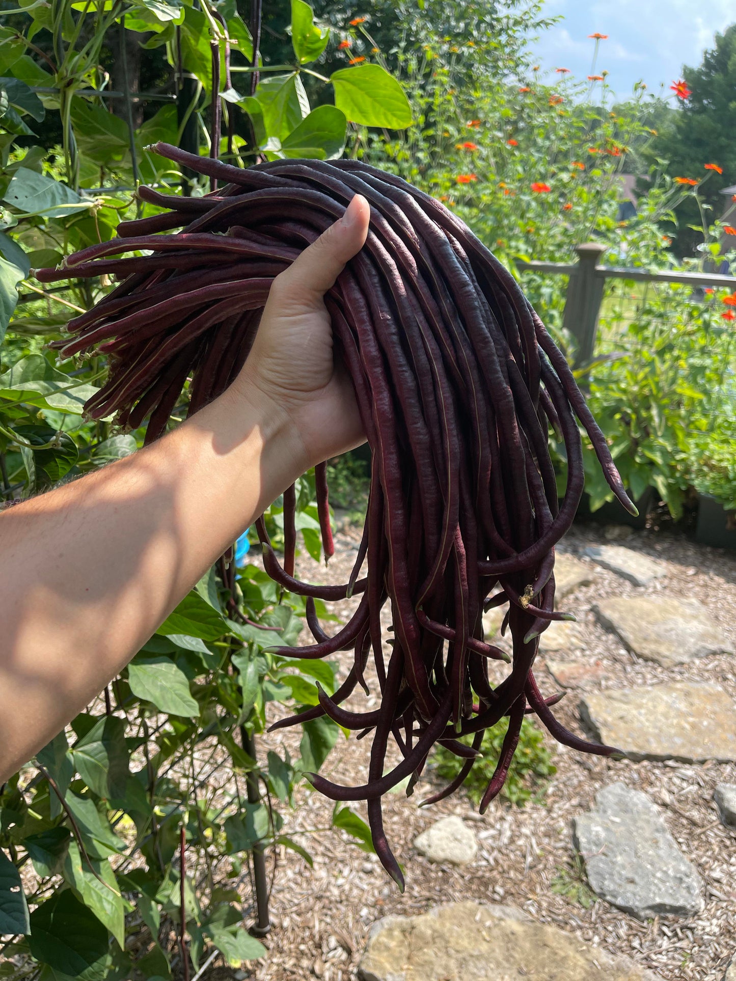 Red Noodle Bean Seeds online shopping
